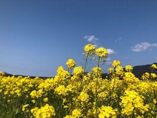 寄り添う菜の花
