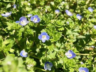 オオイヌフグリ　小さく可愛い青い花