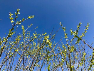 Obraz premium 青空に伸びる新緑 芽吹き