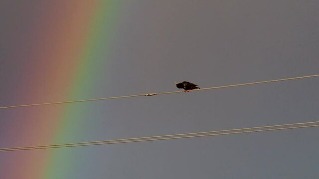 A bird sitting on electric wires in the rain and stormy wind with a rainbow on background sky.
