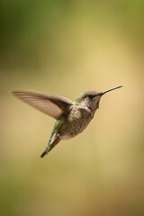 Obraz na płótnie Canvas hummingbird in flight