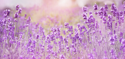 Naklejka premium Selective focus on purple lavender flowers on blur background. Lavender field under the sunset in summer at Kawaguchiko Herb Festival, Yagizaki Park, Japan. Pastel colors background. Soft dreamy feel