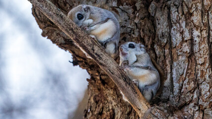 エゾモモンガ　野生