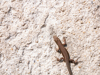 lézard sur un mur