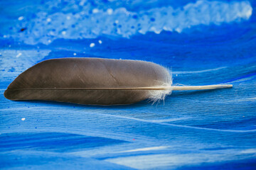 feather on blue background