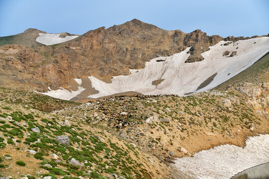 A Flock of Sheep on Hasari Sakran Mountain