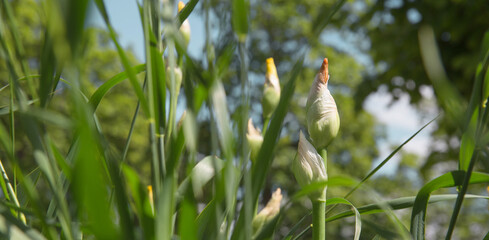 Horizontal photograph of a red Iris pseudacorus in a garden with blurred canopies in the background. Text space, copy space.