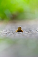 Frog sitting on a path