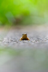 Obraz premium Frog sitting on a path