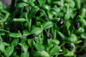 Sprouted sunflower seeds close-up. Microgreen