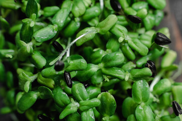 Sprouted sunflower seeds close-up. Microgreen