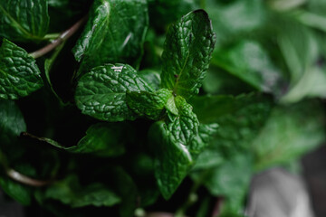 Green mint branch close up