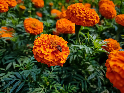 A small bee setting on a small marigold flower in the morning close-up macro shot. - Powered by Adobe