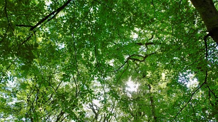 leaves in the sun