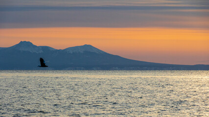 根室海峡　オオワシの飛ぶ空