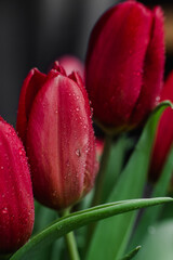 Red tulips in a vase close up
