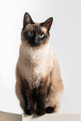 beautiful thai cat sitting on white background