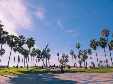 Palm trees in Venice Beach, Los Angeles, California