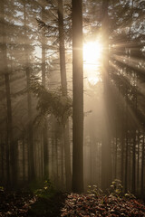 Nadelwald im Gegenlicht