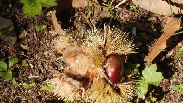Chestnut Fruits in Full and Empty Hedgehogs with Leaves on the ground Tilt Changing Light in autumn before harvest