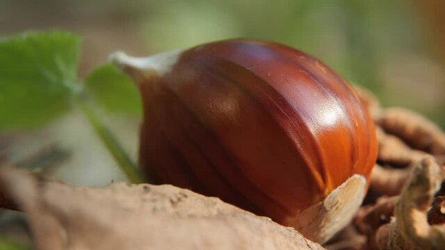 Chestnut Fruits in Hedgehog with Leaves on the ground in autumn before harvest
