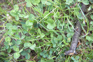 Top view of motley grass, green clover close-up in spring with branch. Text space, copy space, background.