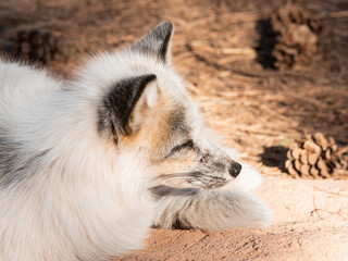 Portrait close up of white fox 