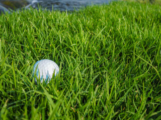 Golf balls on tall grass have not yet been cut.
