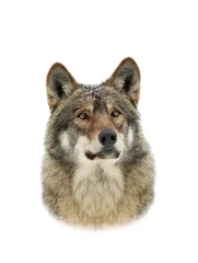Deurstickers portrait of a gray wolf with snowflakes on the muzzle isolated on white background © fotomaster