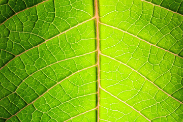 A backlit red green leaf. Light is shining through the leaf.	