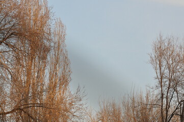 Trees in winter against the blue sky