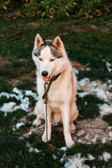 A well-groomed husky sits on the grass, it's time to shed the hair of dogs, a lot of hair around.