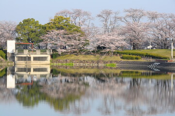 Obraz premium 湖面の桜