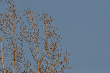 Trees in winter against the blue sky