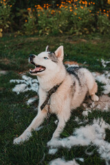 Husky and his fur, the annual shedding of the dog, the change of fur, the dog on the street.