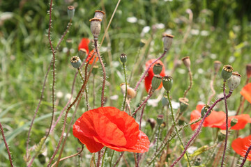 poppies in a field