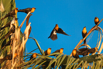 Many birds perch on the branches of a Ceiba tree at sunset in the downtown area of the city he...