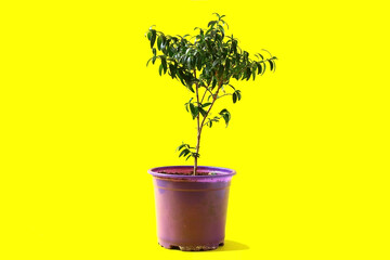 Myrtle plant in a pot on a yellow background.