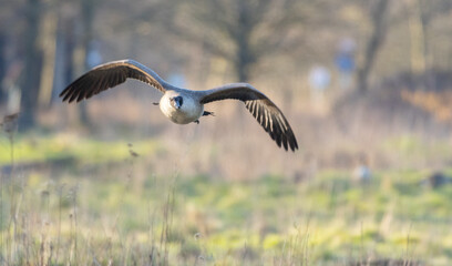 Canadian goose in flight. Canadian goose in flight during spring time. The Canada goose 