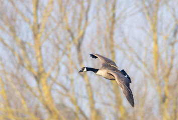 Canadian goose in flight. Canadian goose in flight during spring time. The Canada goose 