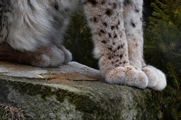 Soft paws of a lynx or cat close-up. Spotted coat.