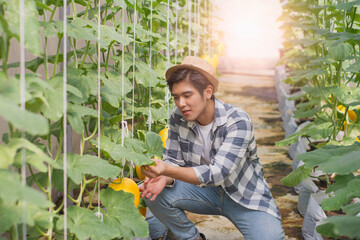 Portrait young smart farmers and entrepreneurs happy garden,checking quality and take care of melon products,fresh organic in greenhouses in morning,business concept,organic industry,smart agriculture