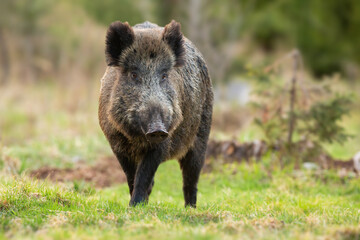 Naklejka na ściany i meble Wild boar, sus scrofa, walking closer from front on a meadow in spring. Male mammal standing on a glade with copy space. Animal wildlife in nature.