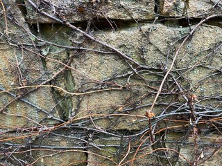 moss on stone