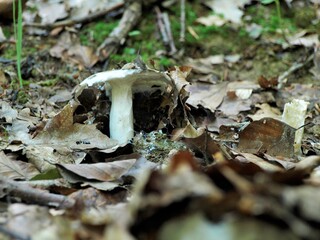 Mushroom in the forest
