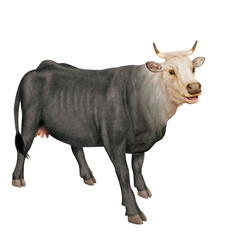 vache laitière, animal, ferme, bétail, tête tête blanche,  blanc, brun, agriculture, gazon, mollet, bétail, taureau, vache laitière, champ, mammifère, isolé, boeuf, exploitation laitière, prairie, nat