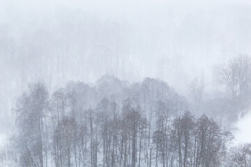 Blizzard in a forest, view through the snow to trees on a hill. Nature during snowfall, cold weather in winter or early spring