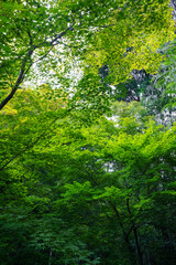 Fototapeta na wymiar 日本楓の新緑