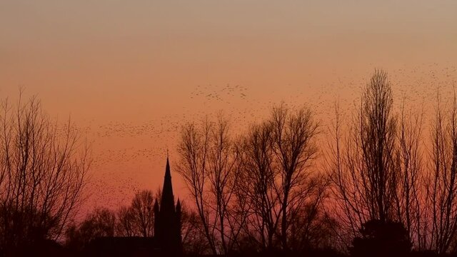 Church tower and European starling murmuration / large flock of common starlings (Sturnus vulgaris) in flight silhouetted against sunset