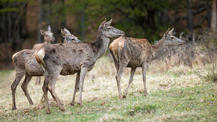 Group of red deer, cervus elaphus, standing on field in spring nature. Bunch of hinds looking on faded glade. Female mammals staring on meadow from side